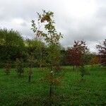 Quercus texana Habit