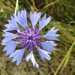 Centaurea cyanusÇiçek