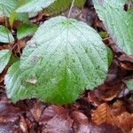 Rubus macrophyllus Blad