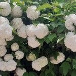 Viburnum macrocephalum Blüte