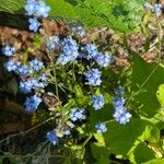 Myosotis lithospermifolia Kvet