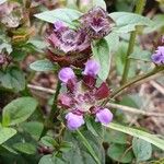 Prunella vulgarisFlower