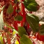 Chenopodium quinoa Rhisgl