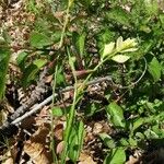 Polygala flavescens Blomma