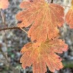 Ribes cynosbati Leaf