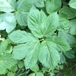 Peucedanum ostruthium Leaf