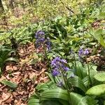 Scilla lilio-hyacinthus Žiedas