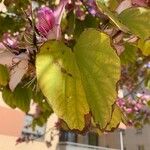 Bauhinia variegata Ліст