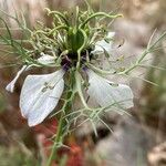 Nigella arvensis Blomst