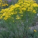 Senecio spartioides Цветок