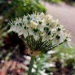 Allium nigrum പുഷ്പം