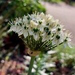 Allium nigrum Blüte