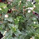 Fuchsia magellanica Blüte