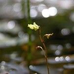 Utricularia minor Fleur