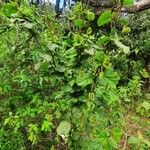 Hibiscus fuscus Habitus