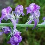 Linaria purpurea പുഷ്പം