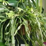 Schlumbergera bridgesii Fulla