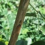 Amorpha fruticosa Bark