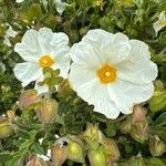 Cistus populifolius Fula