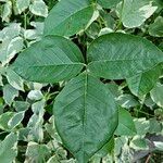 Toxicodendron radicansЛист