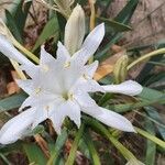 Pancratium maritimumFlor