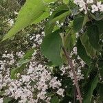 Catalpa bignonioides Blüte