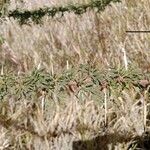 Vachellia hockii Leaf