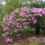 Rhododendron orbiculare Habitus