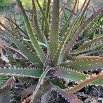 Aloe dawei Lapas