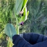Vicia narbonensis Цвят
