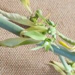 Euphorbia agowensis Bark