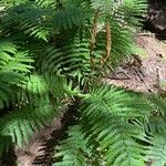 Osmundastrum cinnamomeum Leaf