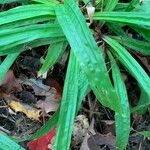 Carex plantaginea Leaf