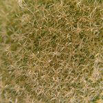 Platycerium elephantotis Other