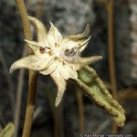 Hibiscus denudatus Flor