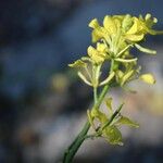 Sinapis arvensis Fula