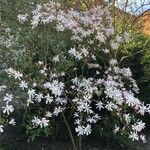 Magnolia stellata Характер