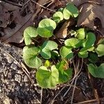 Dichondra carolinensis Feuille