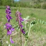 Vicia tenuifolia Flower