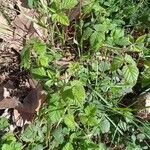 Rubus camptostachys 葉