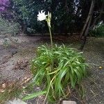 Crinum moorei Vekstform