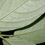 Piper glabrescens Leaf