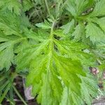 Artemisia princeps Листок