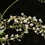 Serjania membranacea Flower