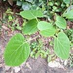 Clerodendrum welwitschii Leaf