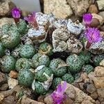 Conophytum obscurum പുഷ്പം