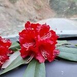 Rhododendron delavayi