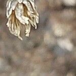 Serratula tinctoria Fruchs