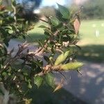 Melaleuca styphelioides Leaf