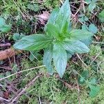 Epilobium tetragonum Лист